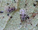 Rhododendron Lace Bug
