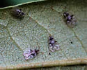 Rhododendron Lace Bug - photo 2