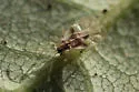 Rhododendron Lace Bug - photo 3
