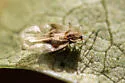 Rhododendron Lace Bug - photo 4