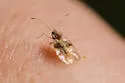 Rhododendron Lace Bug - photo 5