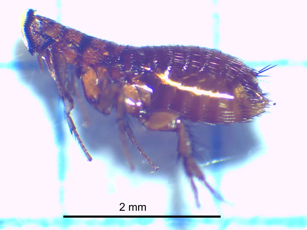 Stephanocircidae - photo 2