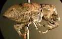 Stephanocleonus confusus - photo 2