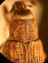 Stephanocleonus confusus - photo 3