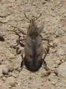 Stephanocleonus confusus - photo 4
