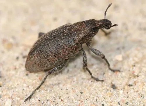 Stephanocleonus immaculatus