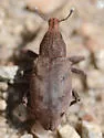 Stephanocleonus parshus - photo 2