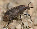 Stephanocleonus plumbeus