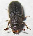 Stephanopachys asperulus - photo 3