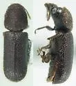 Stephanopachys densus