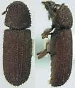 Stephanopachys rugosus