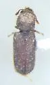 Stephanopachys rugosus - photo 2