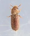 Stephanopachys rugosus - photo 3