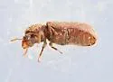 Stephanopachys rugosus - photo 4