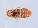 Stephanopachys rugosus - photo 5