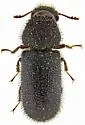 Stephanopachys sobrinus