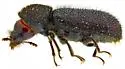 Stephanopachys sobrinus - photo 2