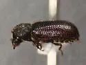 Stephanopachys sobrinus - photo 5