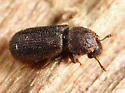 Stephanopachys substriatus - photo 2