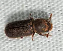 Stephanopachys substriatus - photo 3