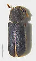 Stephanopachys substriatus - photo 4