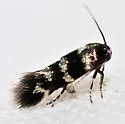 Stephensia major