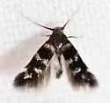 Stephensia major - photo 2