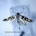 Stephensia major - photo 4