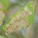 Stephomyia eugeniae - photo 4