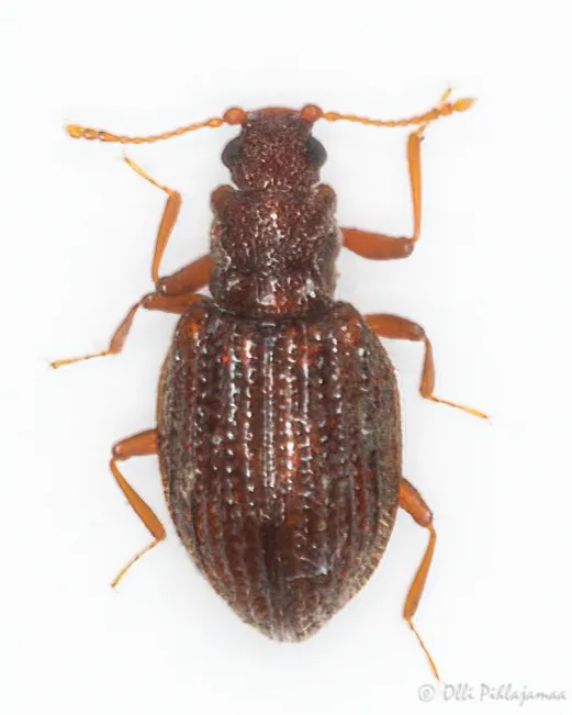 Stephostethus angusticollis - photo 3