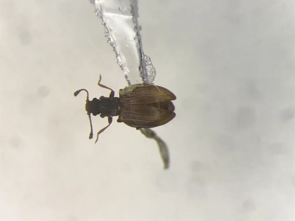 Stephostethus breviclavis - photo 2