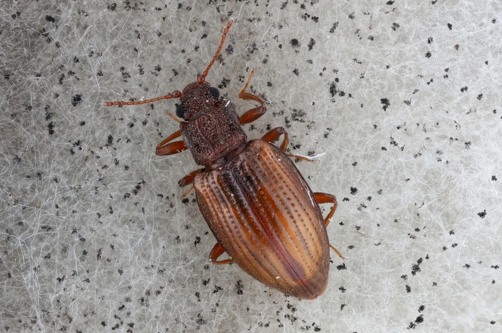 Stephostethus lardarius - photo 2