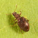 Stephostethus liratus