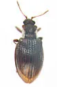 Stephostethus liratus - photo 2