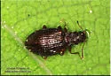 Stephostethus liratus - photo 3