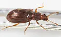 Stephostethus liratus - photo 4