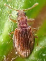 Stephostethus liratus - photo 5
