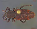 Conifer Seedling Weevil