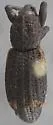 Conifer Seedling Weevil - photo 2
