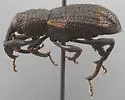Conifer Seedling Weevil - photo 3
