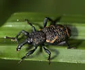 Conifer Seedling Weevil - photo 4