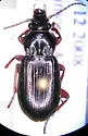 Stereocerus haematopus