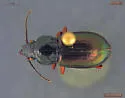 Stereocerus haematopus - photo 2