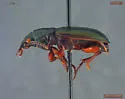 Stereocerus haematopus - photo 3