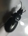 Stereocerus haematopus - photo 5