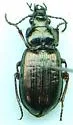 Stereocerus rubripes - Stereocerus rubripes