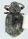 Stereogaster globosa - Stereogaster globosa