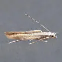 Stereomita andropogonis - Hodges#1725 - Stereomita andropogonis