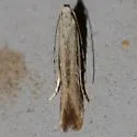 Stereomita andropogonis - Hodges#1725 - photo 3