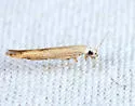 Stereomita andropogonis - Hodges#1725 - photo 4